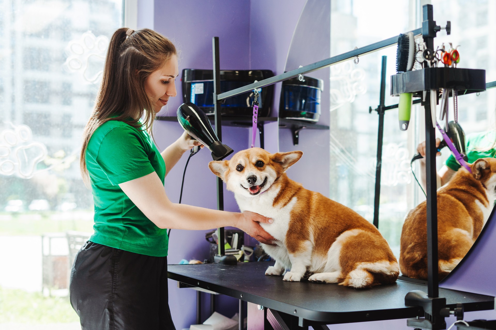 Animal groomer woman drying fur of little corgi dog at the violet grooming salon