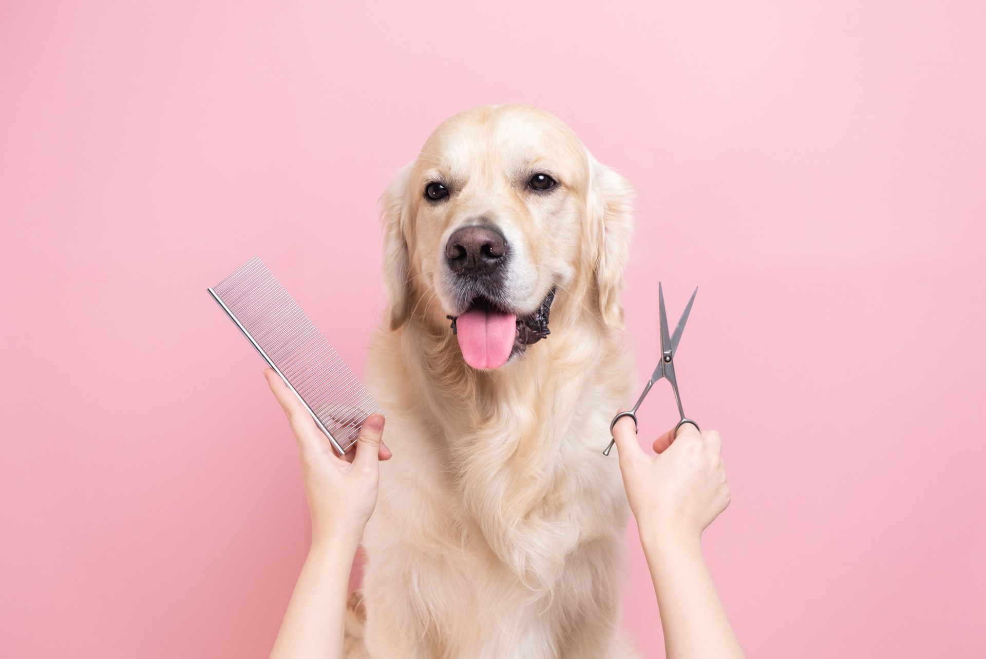 A professional is grooming a dog's coat against a monochrome background. The groomer holds his tools in his hands against a pink background with a large dog.